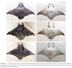 Image result for Mobula hypostoma