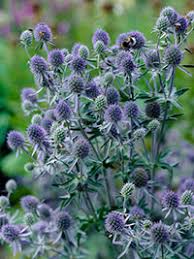 Image result for Edeldistel