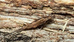 Attēlu rezultāti vaicājumam “Machilidae”