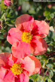 Attēlu rezultāti vaicājumam “Pentaphylloides fruticosa flower”