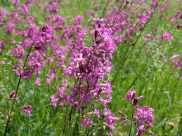 Image result for Pechnelke