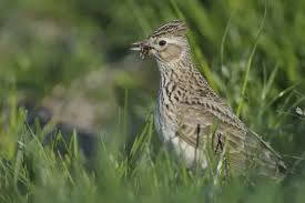Image result for Alauda arvensis