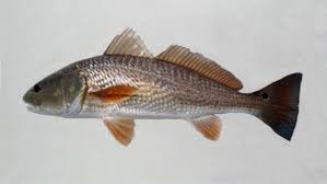 Image result for Sciaenops ocellatus