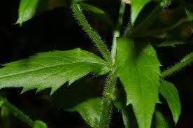 Attēlu rezultāti vaicājumam “Erigeron annuus leaf”