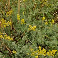 Attēlu rezultāti vaicājumam “Galium verum leaf”