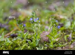 Attēlu rezultāti vaicājumam “Veronica arvensis flower”