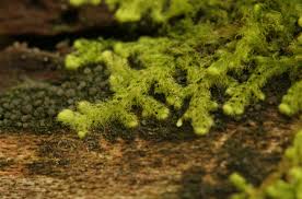 Attēlu rezultāti vaicājumam “Ptilidium pulcherrimum”