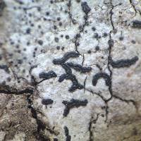 Attēlu rezultāti vaicājumam “Opegrapha atra”