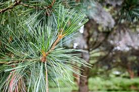 Attēlu rezultāti vaicājumam “Pinus sibirica”