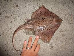 Image result for Leucoraja