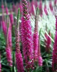 Attēlu rezultāti vaicājumam “Veronica spicata fruit”