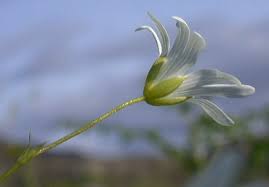 Attēlu rezultāti vaicājumam “Stellaria holostea flower”