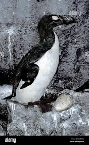 Image result for Pinguinus impennis