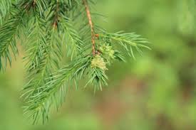 Attēlu rezultāti vaicājumam “Adelges laricis”