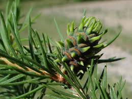 Attēlu rezultāti vaicājumam “Adelges laricis”