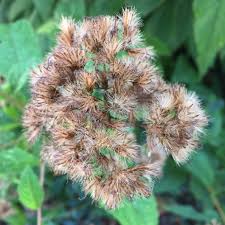 Attēlu rezultāti vaicājumam “Cnidium dubium”