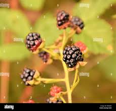 Attēlu rezultāti vaicājumam “Rubus nessensis fruit”