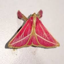 Attēlu rezultāti vaicājumam “Pyralididae”