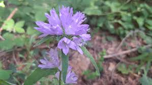 Attēlu rezultāti vaicājumam “Campanula cervicaria flower”