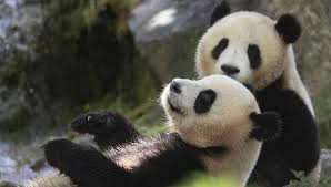 Résultat de recherche d'images pour "pandas"
