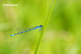 Attēlu rezultāti vaicājumam “Odonata”