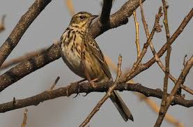 Attēlu rezultāti vaicājumam “Anthus trivialis”