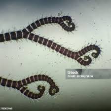 Attēlu rezultāti vaicājumam “Ceramium sp.”