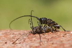 Attēlu rezultāti vaicājumam “Monochamus sutor”