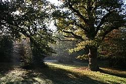 Image result for Farnham Royal Rufc