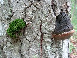 Attēlu rezultāti vaicājumam “Phellinus nigricans”
