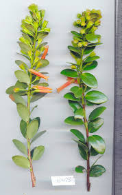 Attēlu rezultāti vaicājumam “Ericaceae”