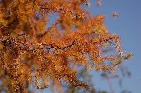 Attēlu rezultāti vaicājumam “Dianema depressum macro”