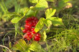 Attēlu rezultāti vaicājumam “Rubus saxatilis fruit”
