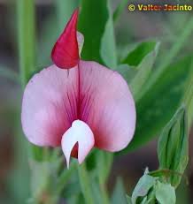 Attēlu rezultāti vaicājumam “Lathyrus latifolius flower”