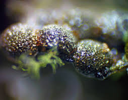 Attēlu rezultāti vaicājumam “Diderma ochraceum macro”