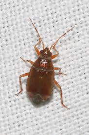 Attēlu rezultāti vaicājumam “Alloeotomus sp.”