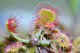 Image result for Drosera