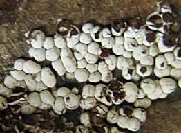 Attēlu rezultāti vaicājumam “Diderma globosum”