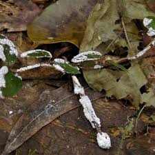 Attēlu rezultāti vaicājumam “Diderma crustaceum spores”