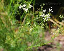 Image result for Carum carvi