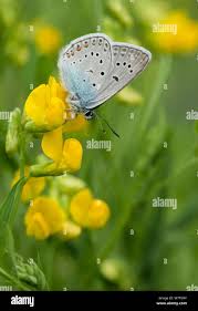 Attēlu rezultāti vaicājumam “Agrodiaetus amandus male”