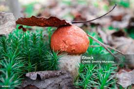 Attēlu rezultāti vaicājumam “Leccinum vulpinum”