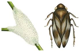 Attēlu rezultāti vaicājumam “Philaenus spumarius nymph”