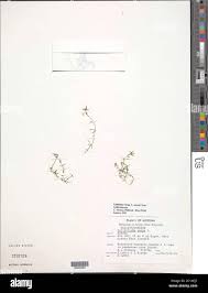 Attēlu rezultāti vaicājumam “Callitriche verna leaf”