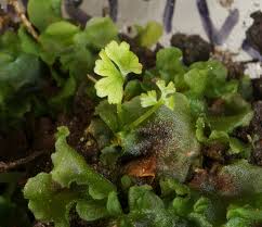 Attēlu rezultāti vaicājumam “Orthotrichum pumilum sporophyte”