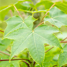 Attēlu rezultāti vaicājumam “Kalopanax septemlobus”