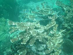 Image result for Calamus nodosus