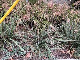 Attēlu rezultāti vaicājumam “Bromus secalinus”