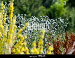 Image result for Blaudistel