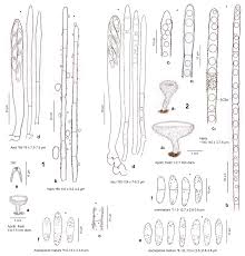Attēlu rezultāti vaicājumam “Lachnum corticale”